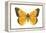 Clouded Sulfur Butterfly (Colias Philodice), Insects-Encyclopaedia Britannica-Framed Stretched Canvas