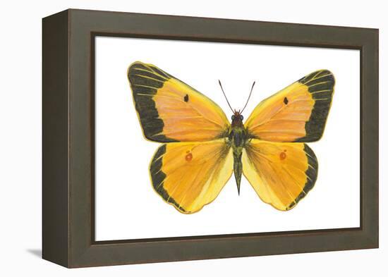 Clouded Sulfur Butterfly (Colias Philodice), Insects-Encyclopaedia Britannica-Framed Stretched Canvas