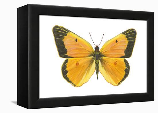 Clouded Sulfur Butterfly (Colias Philodice), Insects-Encyclopaedia Britannica-Framed Stretched Canvas