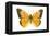 Clouded Sulfur Butterfly (Colias Philodice), Insects-Encyclopaedia Britannica-Framed Stretched Canvas