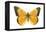 Clouded Sulfur Butterfly (Colias Philodice), Insects-Encyclopaedia Britannica-Framed Stretched Canvas