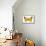 Clouded Sulfur Butterfly (Colias Philodice), Insects-Encyclopaedia Britannica-Framed Stretched Canvas displayed on a wall