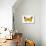 Clouded Sulfur Butterfly (Colias Philodice), Insects-Encyclopaedia Britannica-Framed Stretched Canvas displayed on a wall