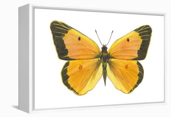 Clouded Sulfur Butterfly (Colias Philodice), Insects-Encyclopaedia Britannica-Framed Stretched Canvas