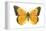 Clouded Sulfur Butterfly (Colias Philodice), Insects-Encyclopaedia Britannica-Framed Stretched Canvas