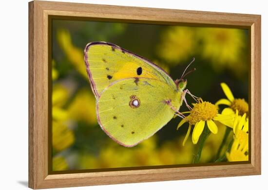 Clouded yellow butterfly perched on Ragwort flower, UK-Andy Sands-Framed Premier Image Canvas