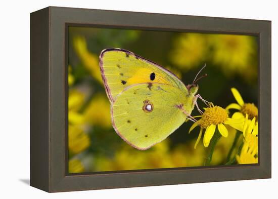 Clouded yellow butterfly perched on Ragwort flower, UK-Andy Sands-Framed Premier Image Canvas