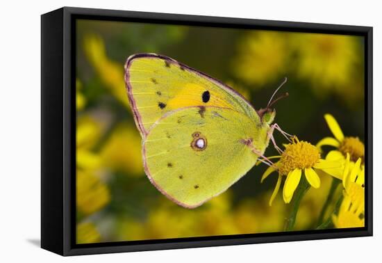 Clouded yellow butterfly perched on Ragwort flower, UK-Andy Sands-Framed Premier Image Canvas