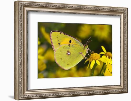 Clouded yellow butterfly perched on Ragwort flower, UK-Andy Sands-Framed Photographic Print