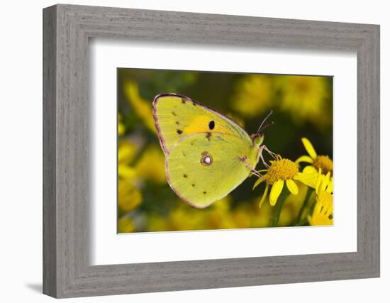 Clouded yellow butterfly perched on Ragwort flower, UK-Andy Sands-Framed Photographic Print