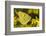 Clouded yellow butterfly perched on Ragwort flower, UK-Andy Sands-Framed Photographic Print