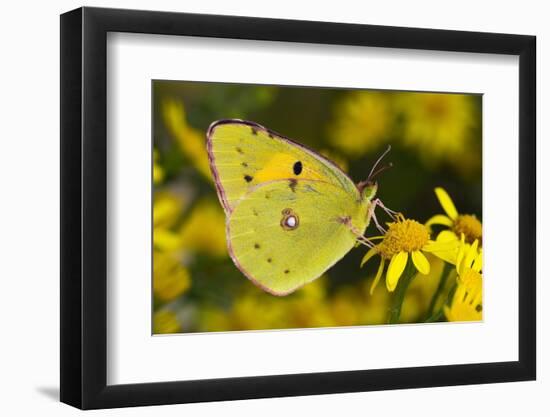 Clouded yellow butterfly perched on Ragwort flower, UK-Andy Sands-Framed Photographic Print