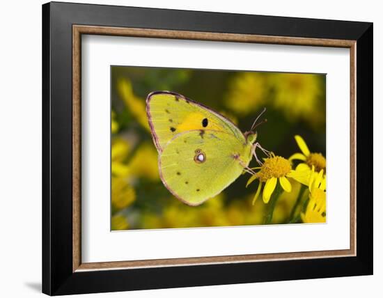 Clouded yellow butterfly perched on Ragwort flower, UK-Andy Sands-Framed Photographic Print