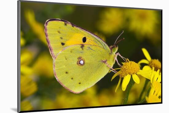 Clouded yellow butterfly perched on Ragwort flower, UK-Andy Sands-Mounted Photographic Print