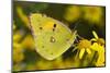 Clouded yellow butterfly perched on Ragwort flower, UK-Andy Sands-Mounted Photographic Print