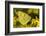 Clouded yellow butterfly perched on Ragwort flower, UK-Andy Sands-Framed Photographic Print
