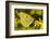 Clouded yellow butterfly perched on Ragwort flower, UK-Andy Sands-Framed Photographic Print