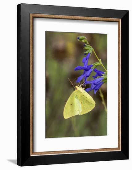 Cloudless Sulphur at Blue Ensign Salvia in Marion County, Illinois-Richard & Susan Day-Framed Photographic Print