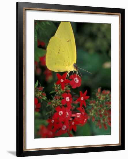 Cloudless Sulphur on Red Star Duster, Woodland Park Zoo, Washington, USA-null-Framed Photographic Print