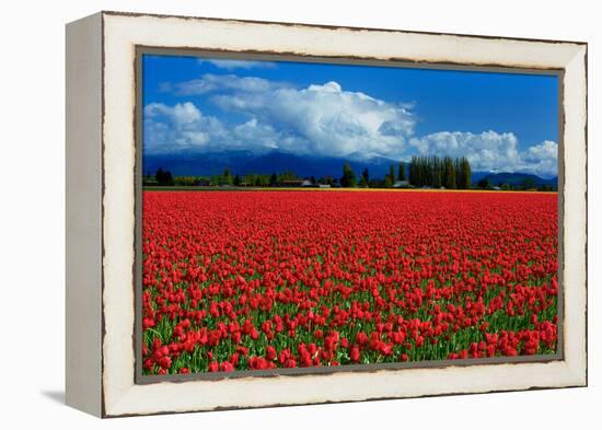 Clouds and Tulips-Howard Ruby-Framed Premier Image Canvas