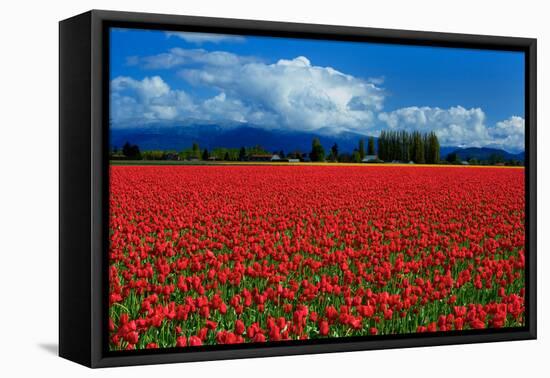 Clouds and Tulips-Howard Ruby-Framed Premier Image Canvas