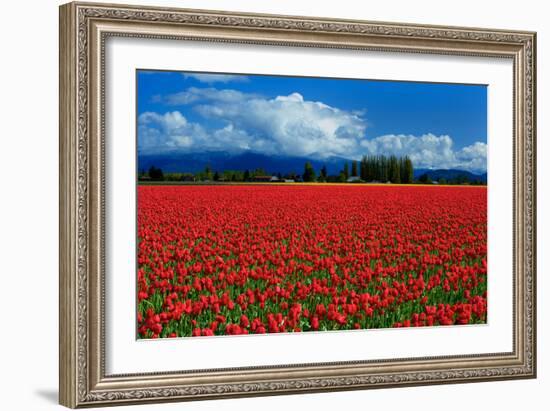 Clouds and Tulips-Howard Ruby-Framed Photographic Print