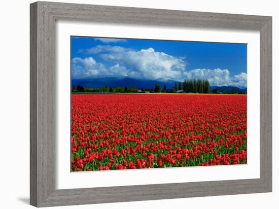 Clouds and Tulips-Howard Ruby-Framed Photographic Print