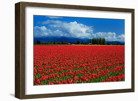 Clouds and Tulips-Howard Ruby-Framed Photographic Print