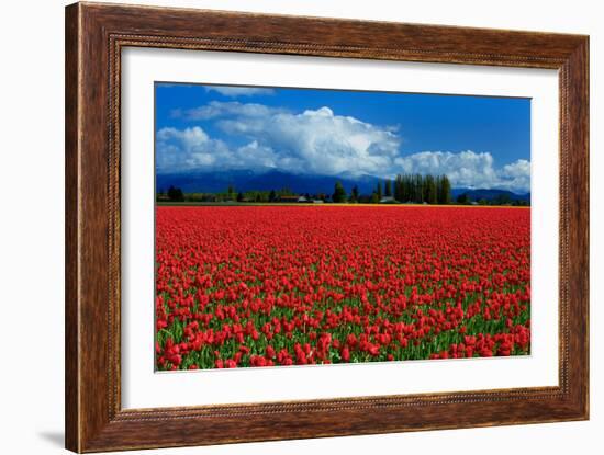 Clouds and Tulips-Howard Ruby-Framed Photographic Print