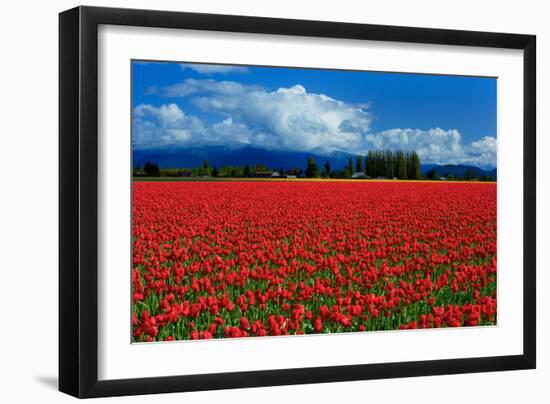 Clouds and Tulips-Howard Ruby-Framed Photographic Print