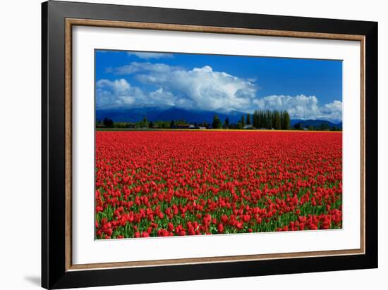 Clouds and Tulips-Howard Ruby-Framed Photographic Print