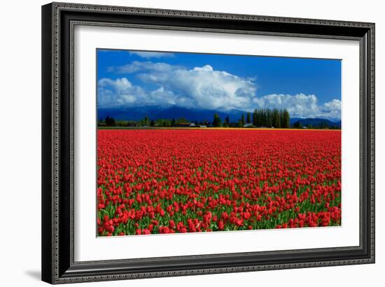 Clouds and Tulips-Howard Ruby-Framed Photographic Print