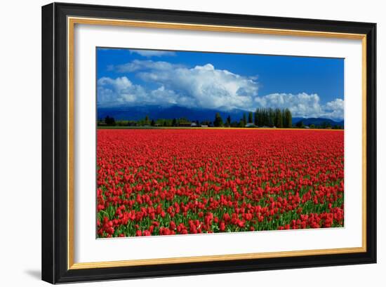 Clouds and Tulips-Howard Ruby-Framed Photographic Print