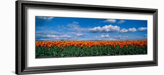 Clouds over a Tulip Field, Skagit Valley, Washington State, USA-null-Framed Photographic Print