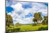 Clouds over Trees in a Forest, Myakka River State Park, Sarasota, Sarasota County, Florida, USA-null-Mounted Photographic Print