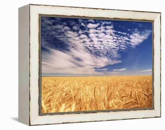 Clouds over Wheat Field Agriculture-Stuart Westmorland-Framed Premier Image Canvas