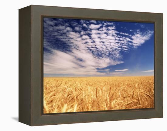 Clouds over Wheat Field Agriculture-Stuart Westmorland-Framed Premier Image Canvas