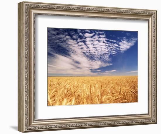 Clouds over Wheat Field Agriculture-Stuart Westmorland-Framed Photographic Print