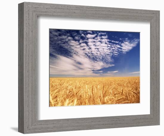 Clouds over Wheat Field Agriculture-Stuart Westmorland-Framed Photographic Print