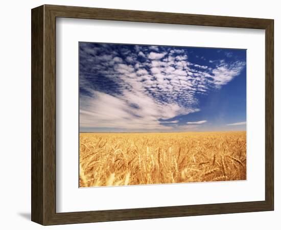 Clouds over Wheat Field Agriculture-Stuart Westmorland-Framed Photographic Print