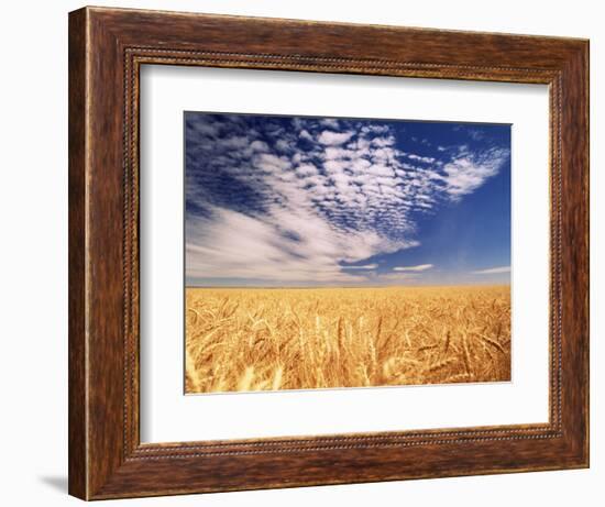 Clouds over Wheat Field Agriculture-Stuart Westmorland-Framed Photographic Print