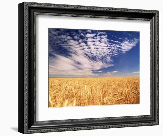 Clouds over Wheat Field Agriculture-Stuart Westmorland-Framed Photographic Print