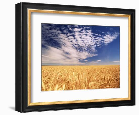 Clouds over Wheat Field Agriculture-Stuart Westmorland-Framed Photographic Print