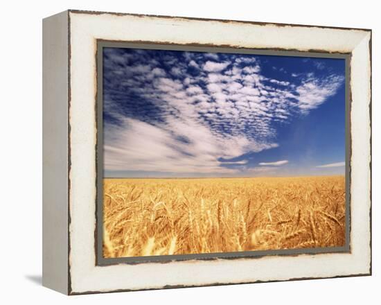 Clouds over Wheat Field Agriculture-Stuart Westmorland-Framed Premier Image Canvas