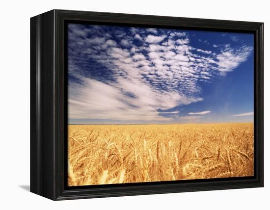 Clouds over Wheat Field Agriculture-Stuart Westmorland-Framed Premier Image Canvas