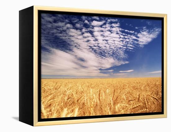 Clouds over Wheat Field Agriculture-Stuart Westmorland-Framed Premier Image Canvas