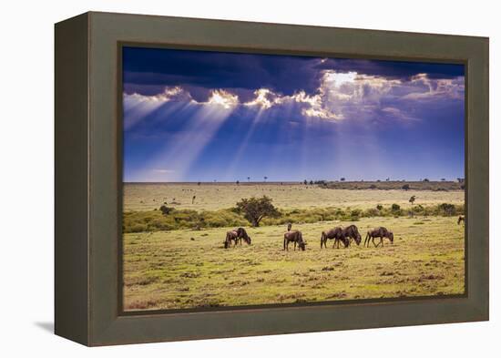 Clouds with sun rays streaming down on Masai Mara in Kenya, Africa. Wildebeest in foreground.-Larry Richardson-Framed Premier Image Canvas