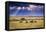 Clouds with sun rays streaming down on Masai Mara in Kenya, Africa. Wildebeest in foreground.-Larry Richardson-Framed Premier Image Canvas