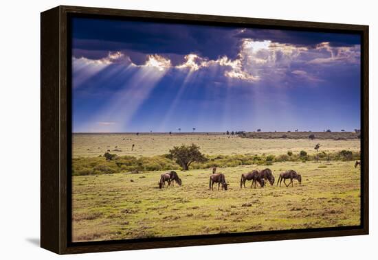 Clouds with sun rays streaming down on Masai Mara in Kenya, Africa. Wildebeest in foreground.-Larry Richardson-Framed Premier Image Canvas