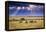 Clouds with sun rays streaming down on Masai Mara in Kenya, Africa. Wildebeest in foreground.-Larry Richardson-Framed Premier Image Canvas